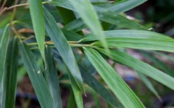 Arrow Bamboo (Pseudosasa Japonica) - 3 Gallon Pot (4-6'+) -Outlet Leaf Echoes Store Bamboo Arrow 4 1