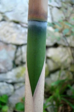 Arrow Bamboo (Pseudosasa Japonica) - 3 Gallon Pot (2-4') -Outlet Leaf Echoes Store Bamboo Arrow 6