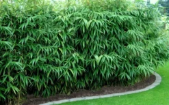 Arrow Bamboo (Pseudosasa Japonica) - 3 Gallon Pot (2-4') -Outlet Leaf Echoes Store Bamboo Arrow Hedge