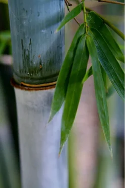 Baby Blue Bamboo - Bambusa Chungii 'Barbelatta' - 2 Gallon Pot -Outlet Leaf Echoes Store Bamboo Barbelatta 14