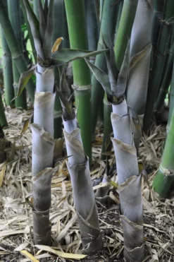 Baby Blue Bamboo - Bambusa Chungii 'Barbelatta' - 2 Gallon Pot -Outlet Leaf Echoes Store Bamboo Barbelatta 4