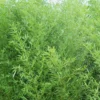 Bisset Bamboo (Phyllostachys Bissetii) - 3 Gallon Pot (2-4')