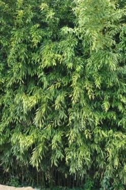 Bisset Bamboo (Phyllostachys Bissetii) - 3 Gallon Pot (2-4') -Outlet Leaf Echoes Store Bamboo Bisettii 2