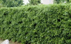 Bisset Bamboo (Phyllostachys Bissetii) - 3 Gallon Pot (4-6') -Outlet Leaf Echoes Store Bamboo Bisettii 4 1