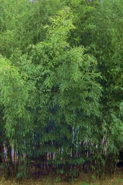 Bisset Bamboo (Phyllostachys Bissetii) - 3 Gallon Pot (4-6') -Outlet Leaf Echoes Store Bamboo Bisettii 5 1