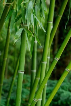 Bisset Bamboo (Phyllostachys Bissetii) - 3 Gallon Pot (4-6') -Outlet Leaf Echoes Store Bamboo Bisettii 7 1