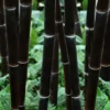 Black Bamboo - Phyllostachys Nigra - 3 Gallon Pot (Single Cane: 4-6'+)
