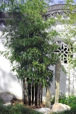 Black Bamboo - Phyllostachys Nigra - 3 Gallon Pot (Multi-Cane: 2 To 4' Tall) -Outlet Leaf Echoes Store Bamboo Black 51 2