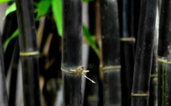 Black Bamboo - Phyllostachys Nigra - 3 Gallon Pot (Single Cane: 2-4') -Outlet Leaf Echoes Store Bamboo Black 53 3