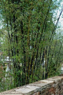 Black Bamboo - Phyllostachys Nigra - 3 Gallon Pot (Multi-Cane: 2 To 4' Tall) -Outlet Leaf Echoes Store Bamboo Black 55 2