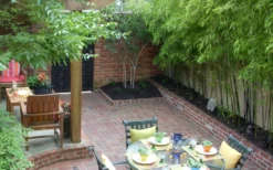 Black Bamboo - Phyllostachys Nigra - 3 Gallon Pot (Multi-Cane: 2 To 4' Tall) -Outlet Leaf Echoes Store Bamboo Black 58 2