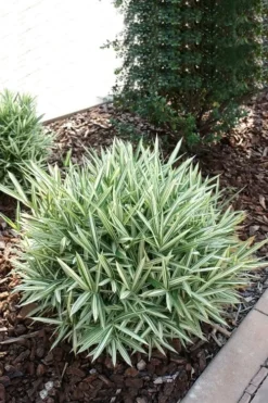 Dwarf White Stripe Bamboo - Pleioblastus Fortunei - 1 Gallon Pot 13 Dwarf White Stripe Bamboo - Pleioblastus Fortunei - 1 Gallon Pot -Outlet Leaf Echoes Store Bamboo Dwarf White Stripe 1