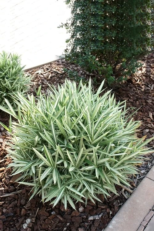 Dwarf White Stripe Bamboo - Pleioblastus Fortunei - 1 Gallon Pot 7 Dwarf White Stripe Bamboo - Pleioblastus Fortunei - 1 Gallon Pot - Image 7