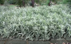 Dwarf White Stripe Bamboo - Pleioblastus Fortunei - 1 Gallon Pot 10 Dwarf White Stripe Bamboo - Pleioblastus Fortunei - 1 Gallon Pot -Outlet Leaf Echoes Store Bamboo Dwarf White Stripe 9