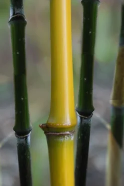 Elegant Bamboo - Phyllostachys Elegans - 3 Gallon Pot