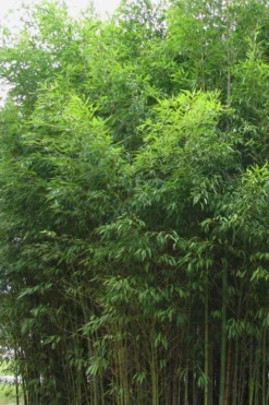 Flavescens Inversa Bamboo (Phyllostachys Aurea) - 3 Gallon Pot (4-6') 11 Flavescens Inversa Bamboo (Phyllostachys Aurea) - 3 Gallon Pot (4-6') -Outlet Leaf Echoes Store Bamboo Flavescens Inversa 1