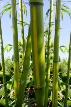 Flavescens Inversa Bamboo (Phyllostachys Aurea) - 3 Gallon Pot (4-6') 13 Flavescens Inversa Bamboo (Phyllostachys Aurea) - 3 Gallon Pot (4-6') -Outlet Leaf Echoes Store Bamboo Flavescens Inversa 11 1