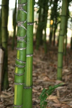 Flavescens Inversa Bamboo (Phyllostachys Aurea) - 3 Gallon Pot (4-6') 14 Flavescens Inversa Bamboo (Phyllostachys Aurea) - 3 Gallon Pot (4-6') -Outlet Leaf Echoes Store Bamboo Flavescens Inversa 13 1