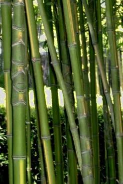 Flavescens Inversa Bamboo (Phyllostachys Aurea) - 3 Gallon Pot (4-6') 15 Flavescens Inversa Bamboo (Phyllostachys Aurea) - 3 Gallon Pot (4-6') -Outlet Leaf Echoes Store Bamboo Flavescens Inversa Rev 500x750 2
