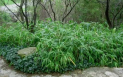 Giant Leaf Bamboo - Indocalamus Tessellatus - 3 Gallon Pot -Outlet Leaf Echoes Store Bamboo Giant Leaf 53
