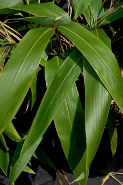 Giant Leaf Bamboo - Indocalamus Tessellatus - 3 Gallon Pot -Outlet Leaf Echoes Store Bamboo Giant Leaf 55