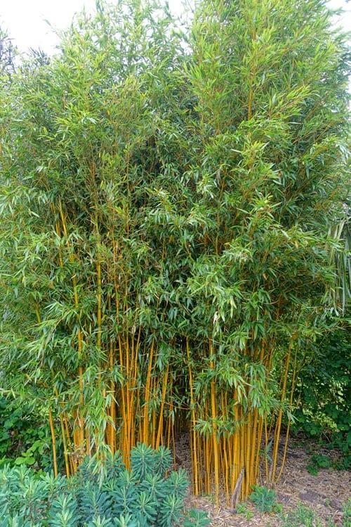 Gold Vivax Giant Timber Bamboo (Green Stripe Bamboo) - Phyllostachys Vivax 'Aureocaulis' - 3 Gallon Pot (2-4') 6 Gold Vivax Giant Timber Bamboo (Green Stripe Bamboo) - Phyllostachys Vivax 'Aureocaulis' - 3 Gallon Pot (2-4') - Image 6