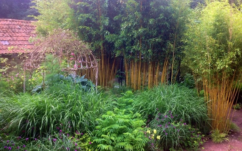 Gold Vivax Giant Timber Bamboo (Green Stripe Bamboo) - Phyllostachys Vivax 'Aureocaulis' - 3 Gallon Pot (2-4') 5 Gold Vivax Giant Timber Bamboo (Green Stripe Bamboo) - Phyllostachys Vivax 'Aureocaulis' - 3 Gallon Pot (2-4') - Image 5