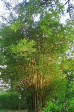 Golden Fishpole Bamboo - Phyllostachys Aurea - 3 Gallon Pot (4-6') -Outlet Leaf Echoes Store Bamboo Golden 10