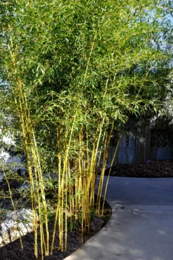 Golden Fishpole Bamboo - Phyllostachys Aurea - 3 Gallon Pot (4-6') -Outlet Leaf Echoes Store Bamboo Golden 11