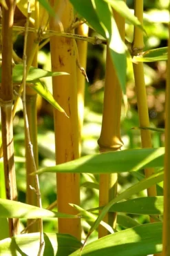 Golden Fishpole Bamboo - Phyllostachys Aurea - 3 Gallon Pot (4-6') -Outlet Leaf Echoes Store Bamboo Golden 13