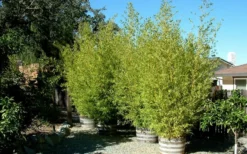 Golden Fishpole Bamboo - Phyllostachys Aurea - 3 Gallon Pot (4-6') -Outlet Leaf Echoes Store Bamboo Golden 15