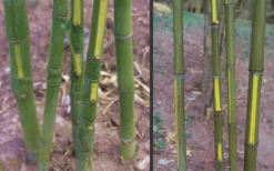 Flavescens Inversa Bamboo (Phyllostachys Aurea) - 3 Gallon Pot (2-4') -Outlet Leaf Echoes Store Bamboo Golden Fish Pole 2