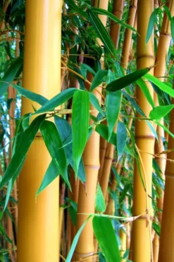 True Gold Golden Fish Pole Bamboo (Phyllostachys Aurea 'Holochrysa') - 3 Gallon Pot -Outlet Leaf Echoes Store Bamboo Golden Golden 23 500x750 1