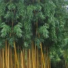 Gold Vivax Giant Timber Bamboo (Green Stripe Bamboo) - Phyllostachys Vivax 'Aureocaulis' - 3 Gallon Pot (4-6')