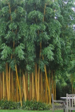 Gold Vivax Giant Timber Bamboo (Green Stripe Bamboo) - Phyllostachys Vivax 'Aureocaulis' - 3 Gallon Pot (4-6')