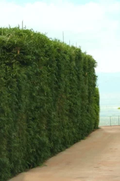 Graceful Bamboo (Slender Weavers) - Bambusa Textilis 'Gracilis' - 2 Gallon Pot -Outlet Leaf Echoes Store Bamboo Graceful 1