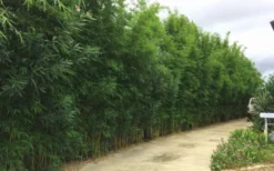 Graceful Bamboo (Slender Weavers) - Bambusa Textilis 'Gracilis' - 2 Gallon Pot -Outlet Leaf Echoes Store Bamboo Graceful 6