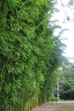 Graceful Bamboo (Slender Weavers) - Bambusa Textilis 'Gracilis' - 2 Gallon Pot -Outlet Leaf Echoes Store Bamboo Graceful 9