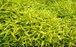 Dwarf Green Stripe Bamboo (Pleioblastus Viridistriatus) - 1 Gallon Pot -Outlet Leaf Echoes Store Bamboo Green Stripe 11 1