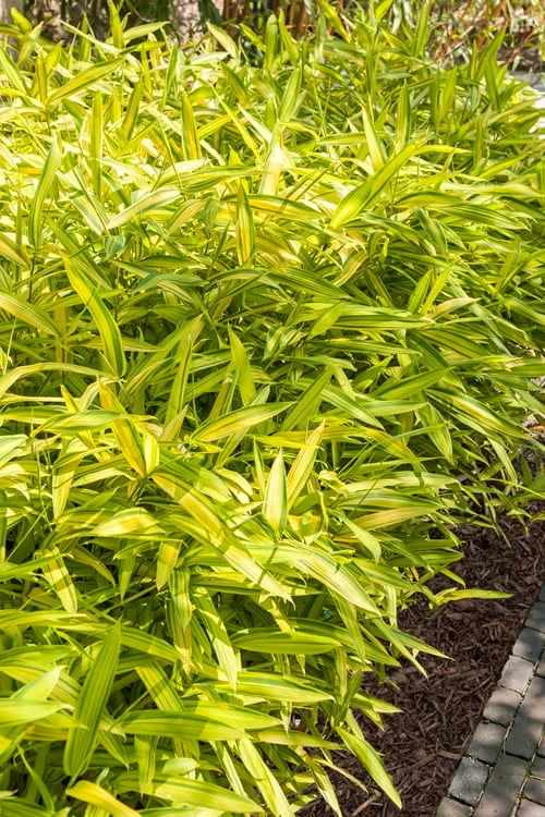 Dwarf Green Stripe Bamboo - Pleioblastus Viridistriatus - 2 Gallon Pot 1 Dwarf Green Stripe Bamboo - Pleioblastus Viridistriatus - 2 Gallon Pot