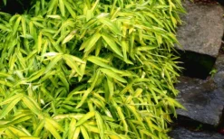 Dwarf Green Stripe Bamboo (Pleioblastus Viridistriatus) - 1 Gallon Pot -Outlet Leaf Echoes Store Bamboo Green Stripe 9 1