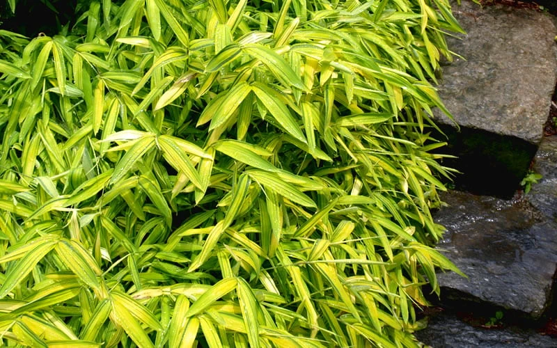 Dwarf Green Stripe Bamboo - Pleioblastus Viridistriatus - 2 Gallon Pot 7 Dwarf Green Stripe Bamboo - Pleioblastus Viridistriatus - 2 Gallon Pot - Image 7