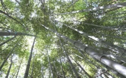 Henon Giant Gray Bamboo - Phyllostachys Nigra 'Henon' - 2 Gallon Pot -Outlet Leaf Echoes Store Bamboo Henon 10
