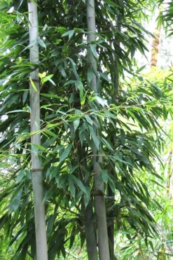 Henon Giant Gray Bamboo - Phyllostachys Nigra 'Henon' - 3 Gallon Pot (3-4') -Outlet Leaf Echoes Store Bamboo Henon 11 2