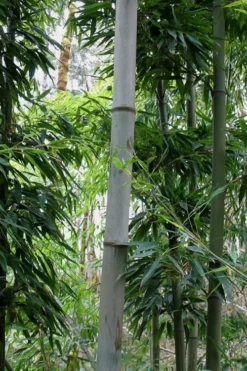 Henon Giant Gray Bamboo - Phyllostachys Nigra 'Henon' - 2 Gallon Pot -Outlet Leaf Echoes Store Bamboo Henon 12