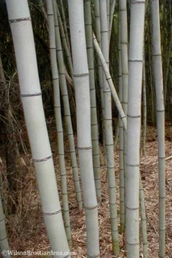 Henon Giant Gray Bamboo - Phyllostachys Nigra 'Henon' - 3 Gallon Pot (4-6') -Outlet Leaf Echoes Store Bamboo Henon 15 1