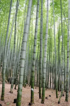 Henon Giant Gray Bamboo - Phyllostachys Nigra 'Henon' - 3 Gallon Pot (3-4') -Outlet Leaf Echoes Store Bamboo Henon 16 2