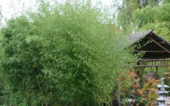 Humilis Hedge Bamboo - Phyllostachys Humilis - 3 Gallon Pot 11 Humilis Hedge Bamboo - Phyllostachys Humilis - 3 Gallon Pot -Outlet Leaf Echoes Store Bamboo Humilis 1 1