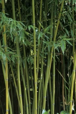 Humilis Hedge Bamboo - Phyllostachys Humilis - 3 Gallon Pot 15 Humilis Hedge Bamboo - Phyllostachys Humilis - 3 Gallon Pot -Outlet Leaf Echoes Store Bamboo Humilis 11 1