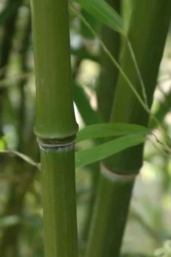 Humilis Hedge Bamboo - Phyllostachys Humilis - 2 Gallon Pot -Outlet Leaf Echoes Store Bamboo Humilis 5